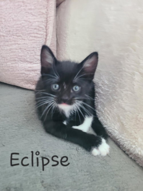 Eclipse
