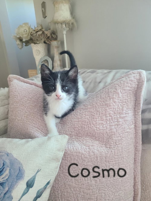 Cosmo