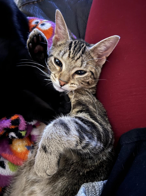 Cooper, Young Tabby / Mixed, cat for adoption in Wyandotte, Michigan