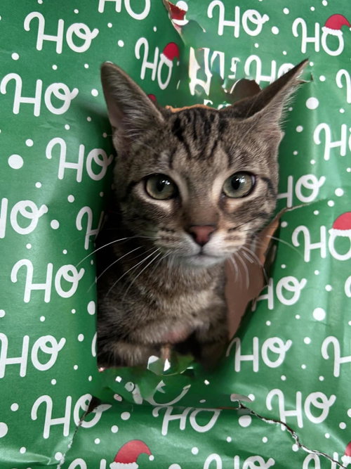 COOPER - Tabby available for adoption