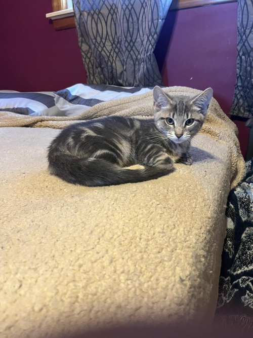 Harper, an adoptable Domestic Short Hair in Wyandotte, MI