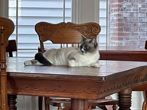 Serafina, an adoptable Siamese in Wyandotte, MI