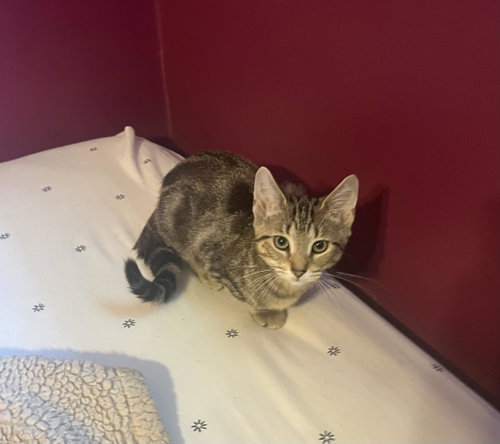 Quinn, an adoptable Domestic Short Hair in Wyandotte, MI