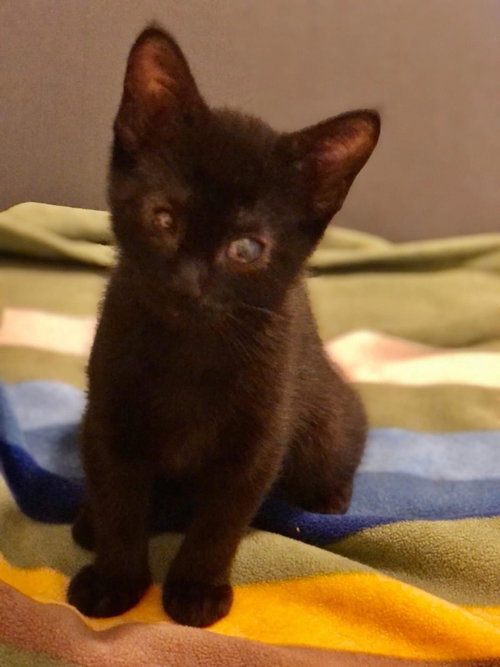 Sweet Pea, an adoptable Domestic Short Hair in Wyandotte, MI