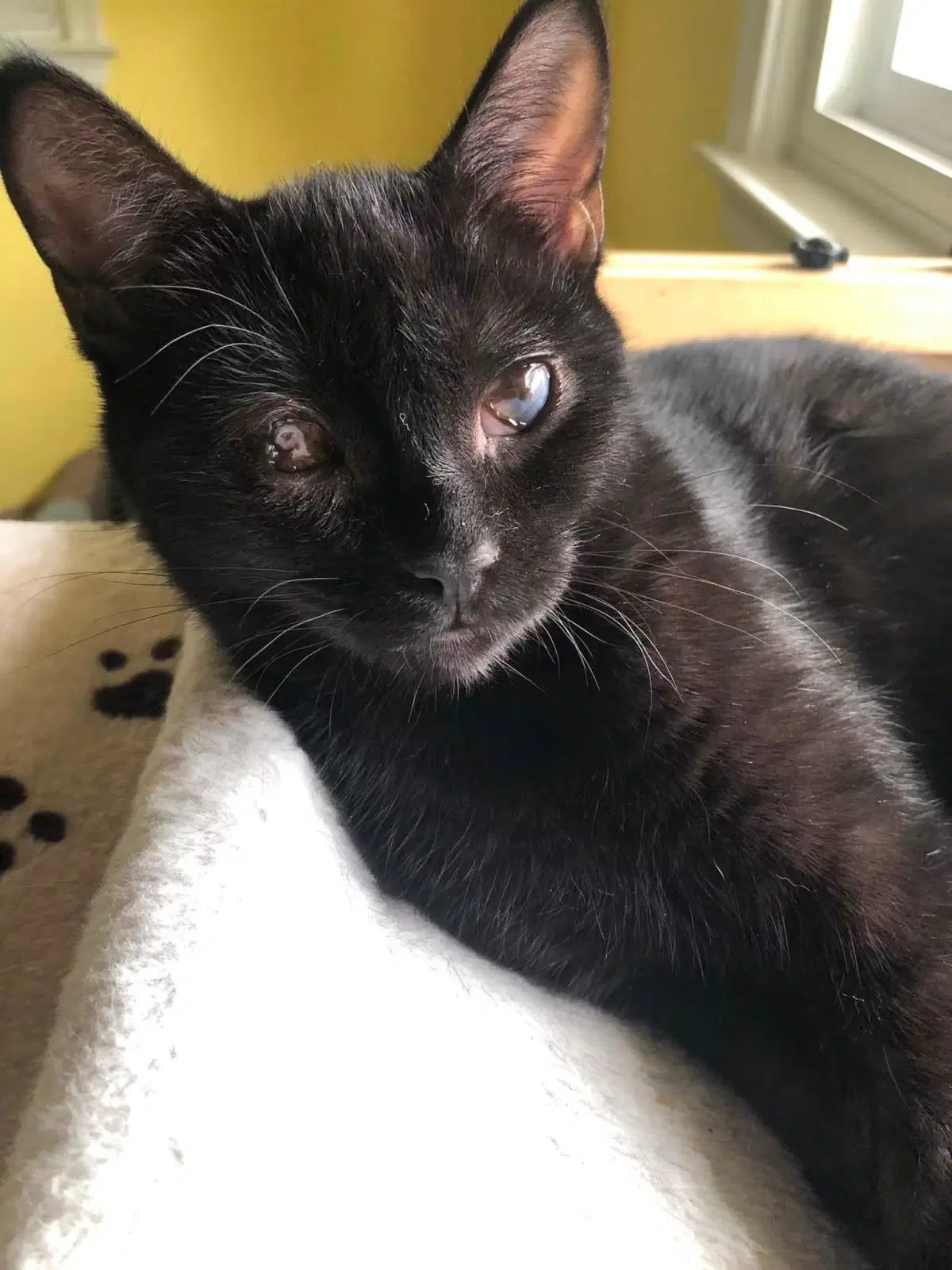 Sweet Pea - Domestic Short Hair