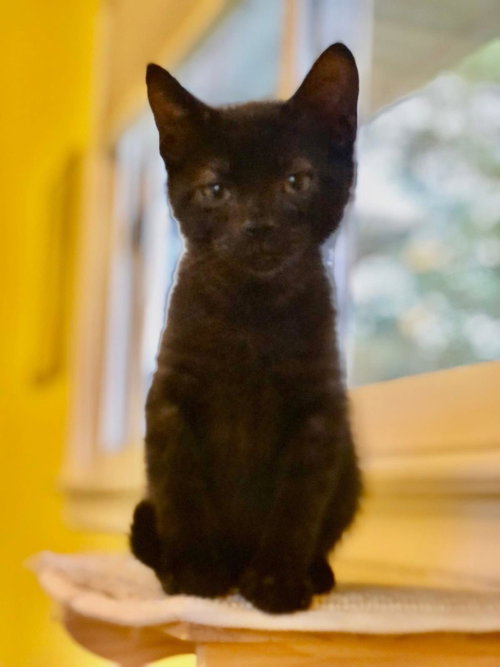 Godzilla, an adoptable Domestic Short Hair in Wyandotte, MI