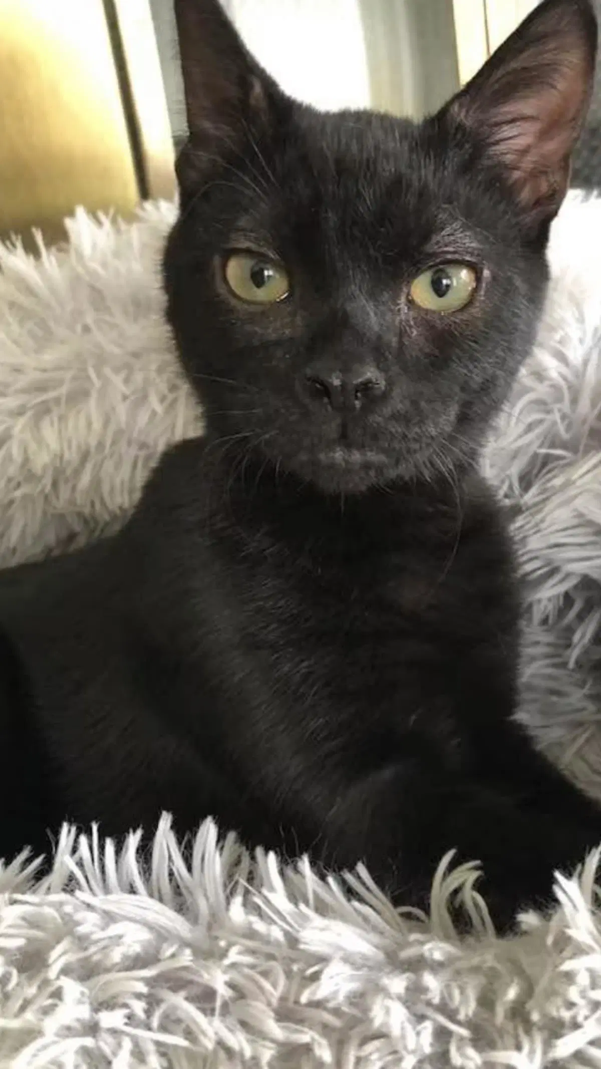 Godzilla - Domestic Short Hair