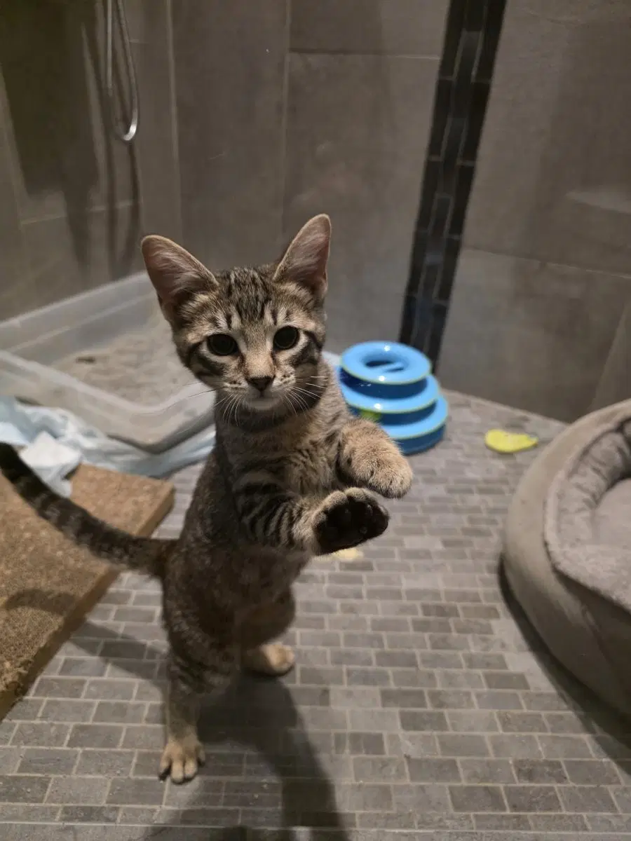 Tinkles - Tabby