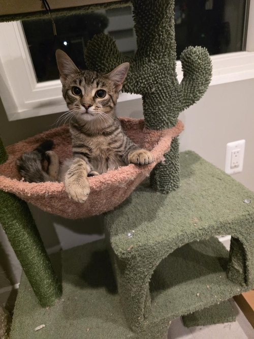 picture of the cat needing adoption