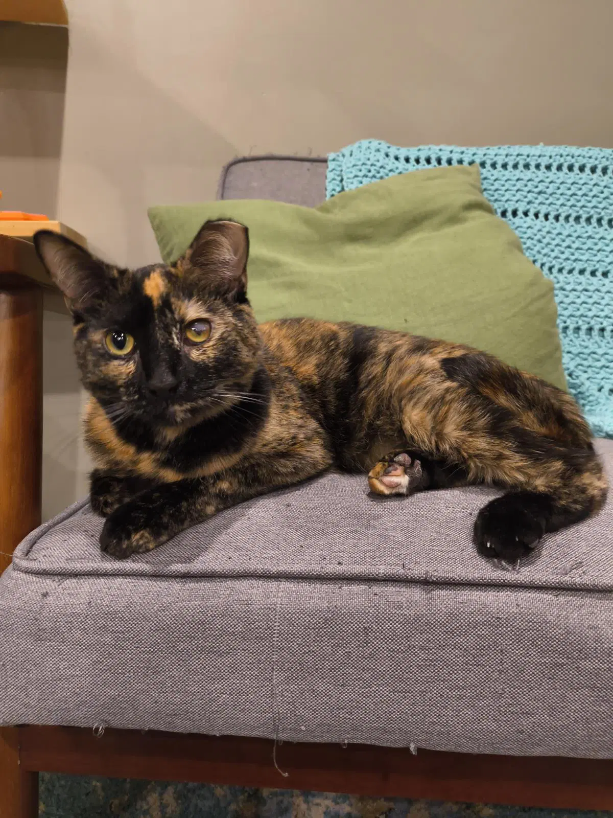 Paige - Tortoiseshell
