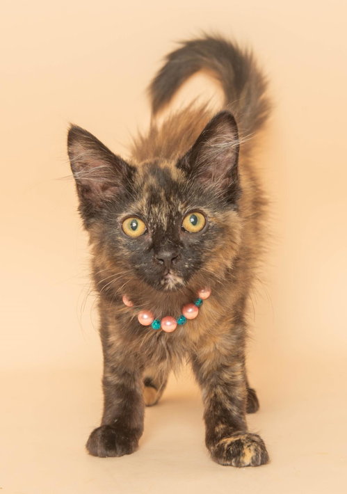 Beth, an adoptable Tortoiseshell in Wyandotte, MI