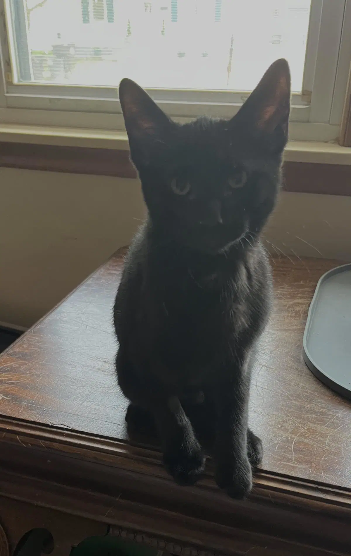 Scout - Domestic Short Hair