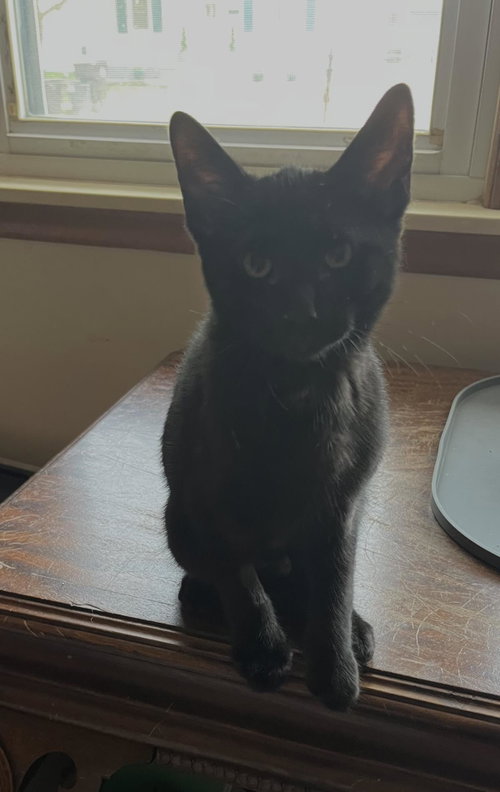 picture of the cat needing adoption