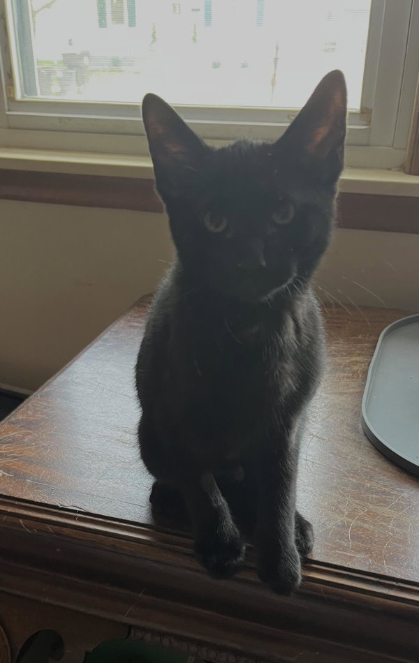 Scout