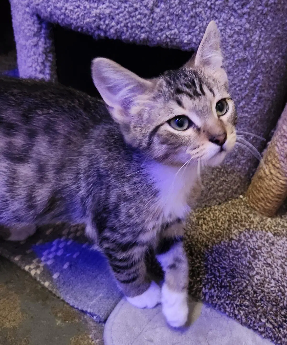 Rocky - Domestic Short Hair