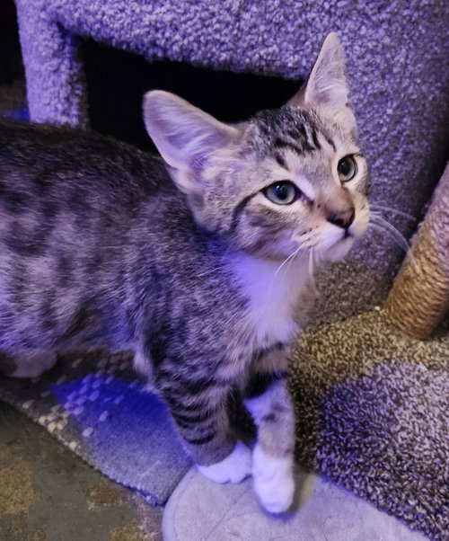 picture of the cat needing adoption