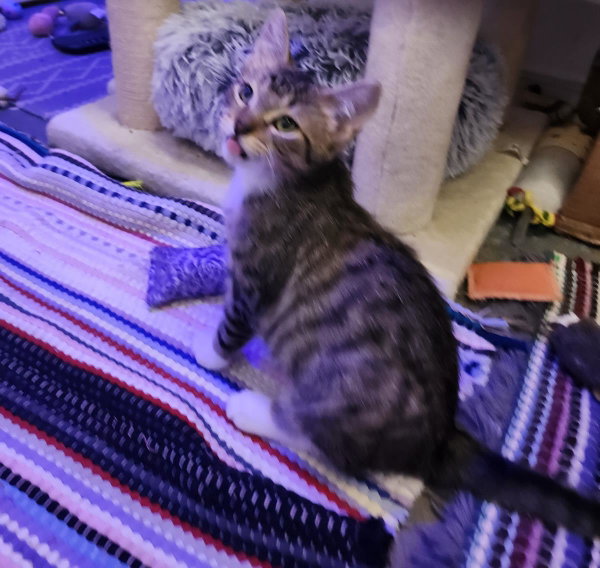 Rocky