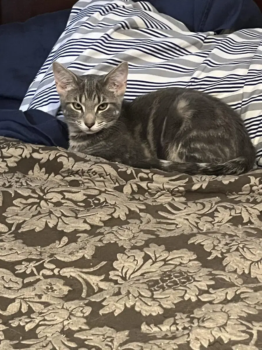 Digger - Domestic Short Hair