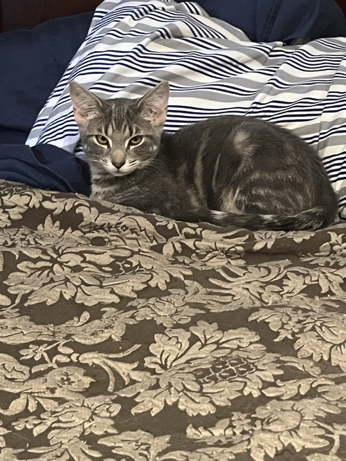 picture of the cat needing adoption