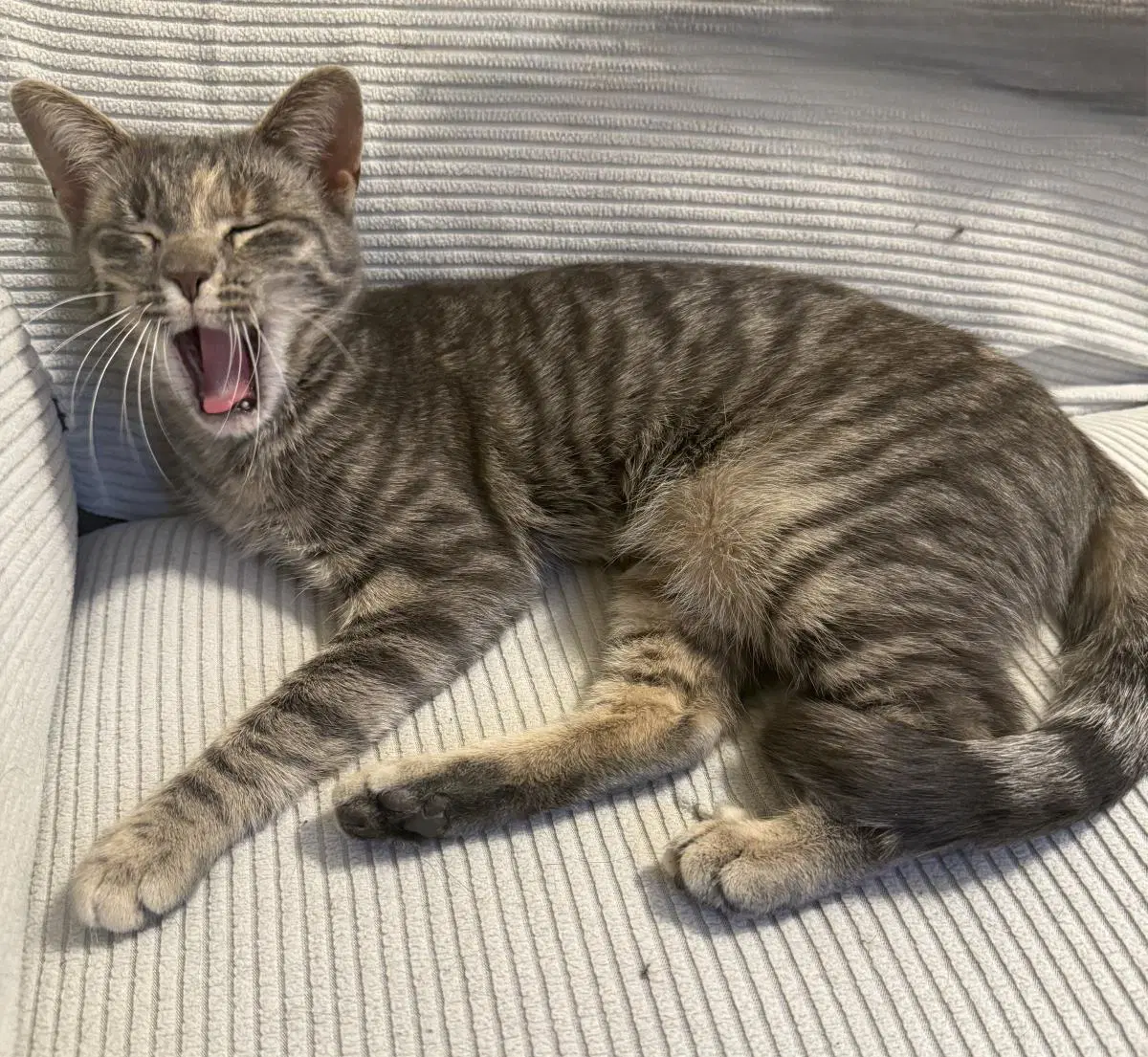Iris - Domestic Short Hair