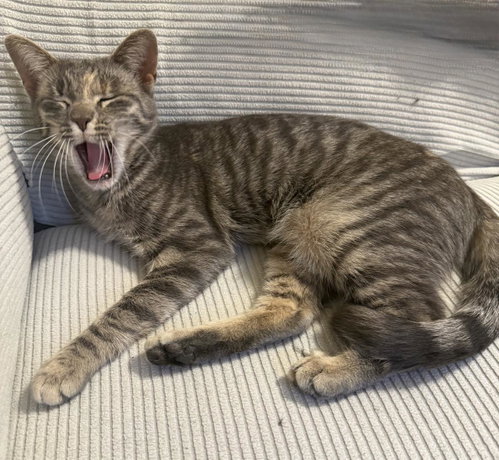 picture of the cat needing adoption