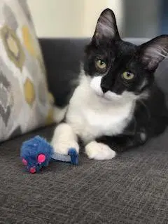 Gus - Domestic Medium Hair