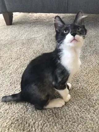 Gus image 2