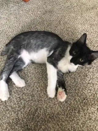 Gus image 4