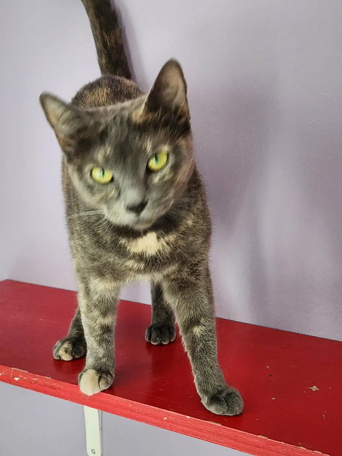 Butters - Tortoiseshell