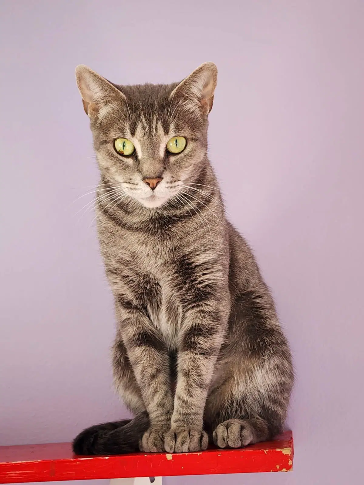 Jordan - Domestic Short Hair