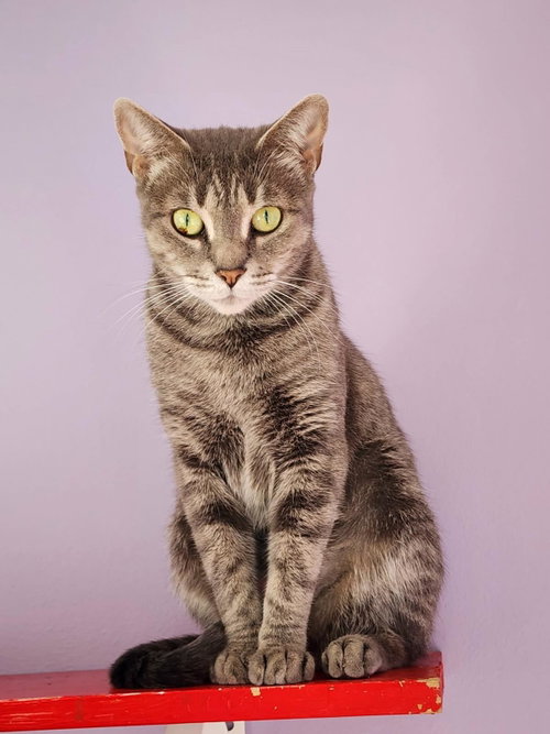 picture of the cat needing adoption