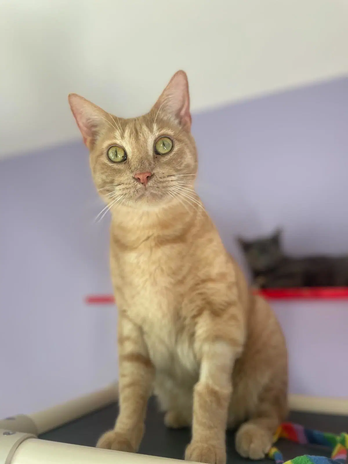 Prince - Domestic Short Hair