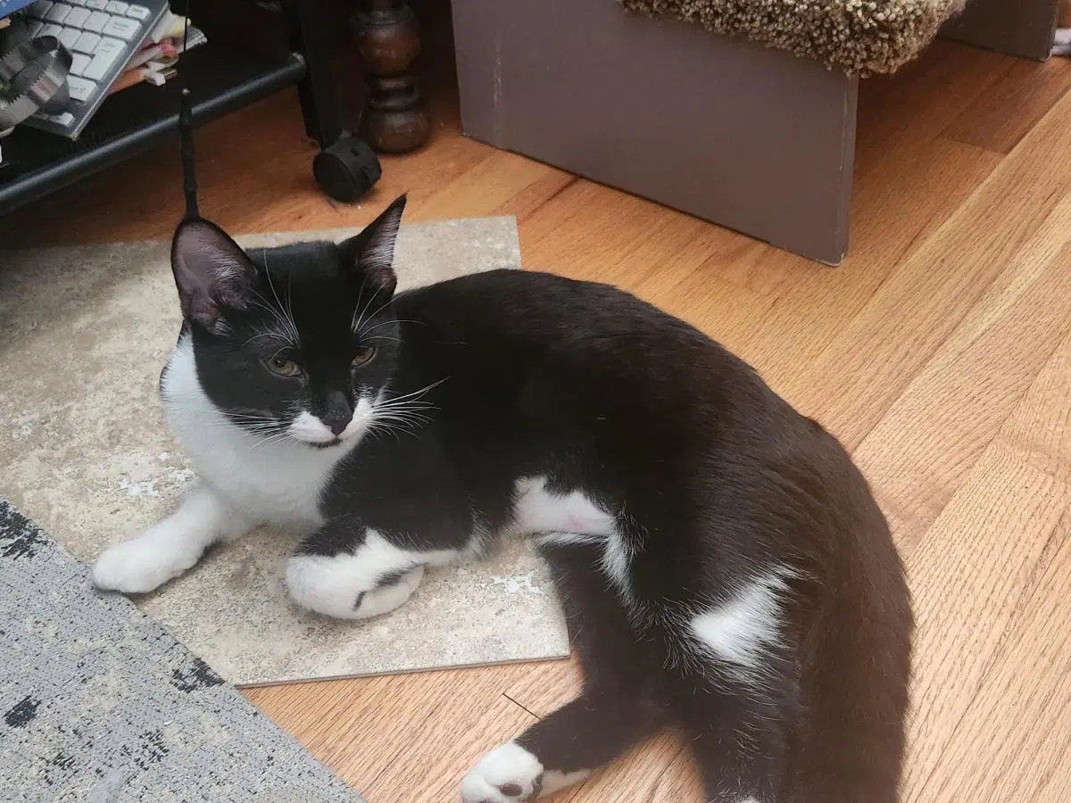 Besty - Tuxedo