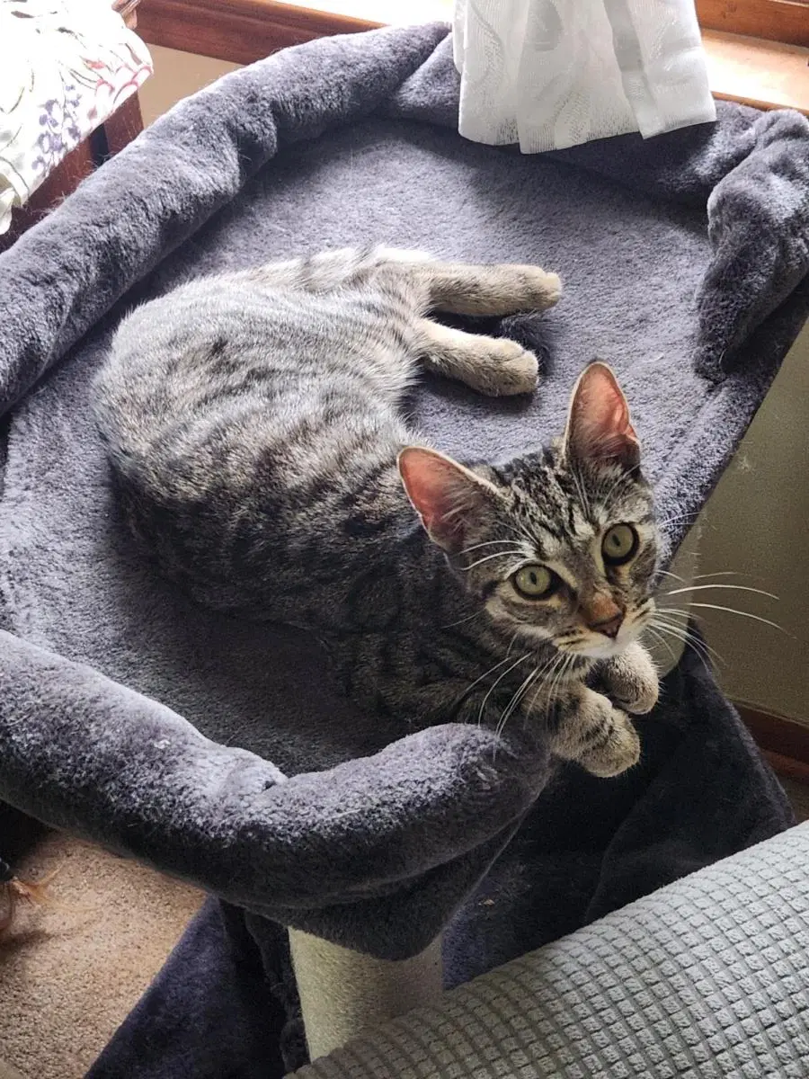 Dolly - Tabby