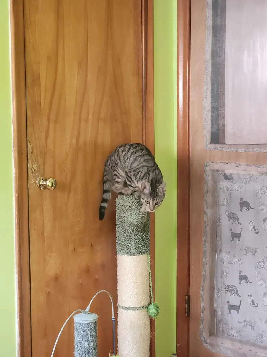Dolly image 3