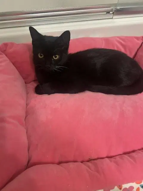 Zazu Ch Kitty - Domestic Short Hair