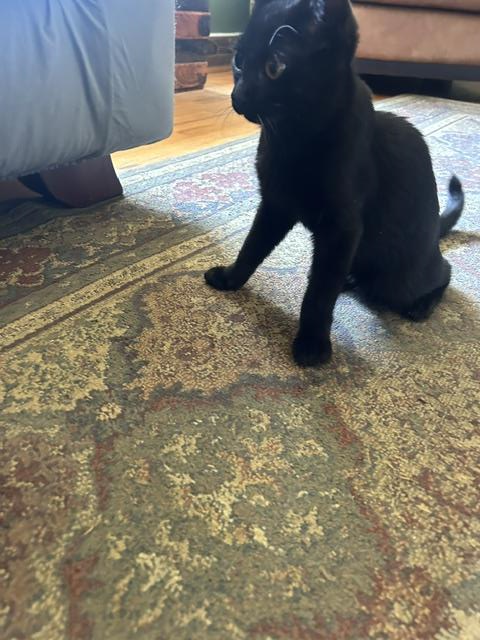 Zazu CH Kitty