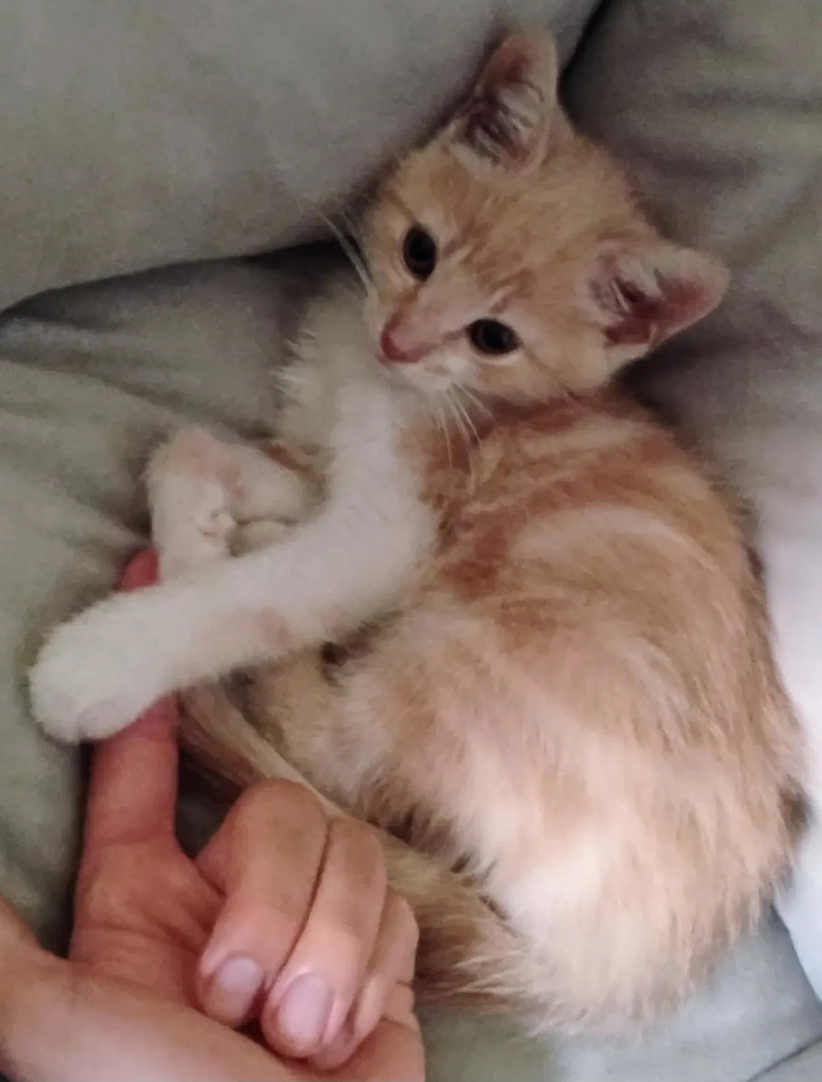 John - Domestic Short Hair