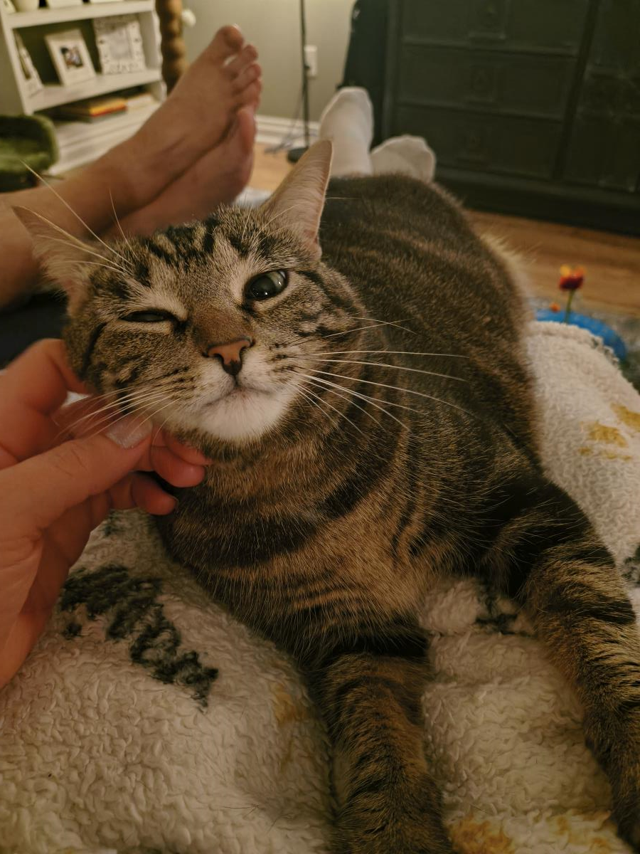 Bellatrix, Tabby