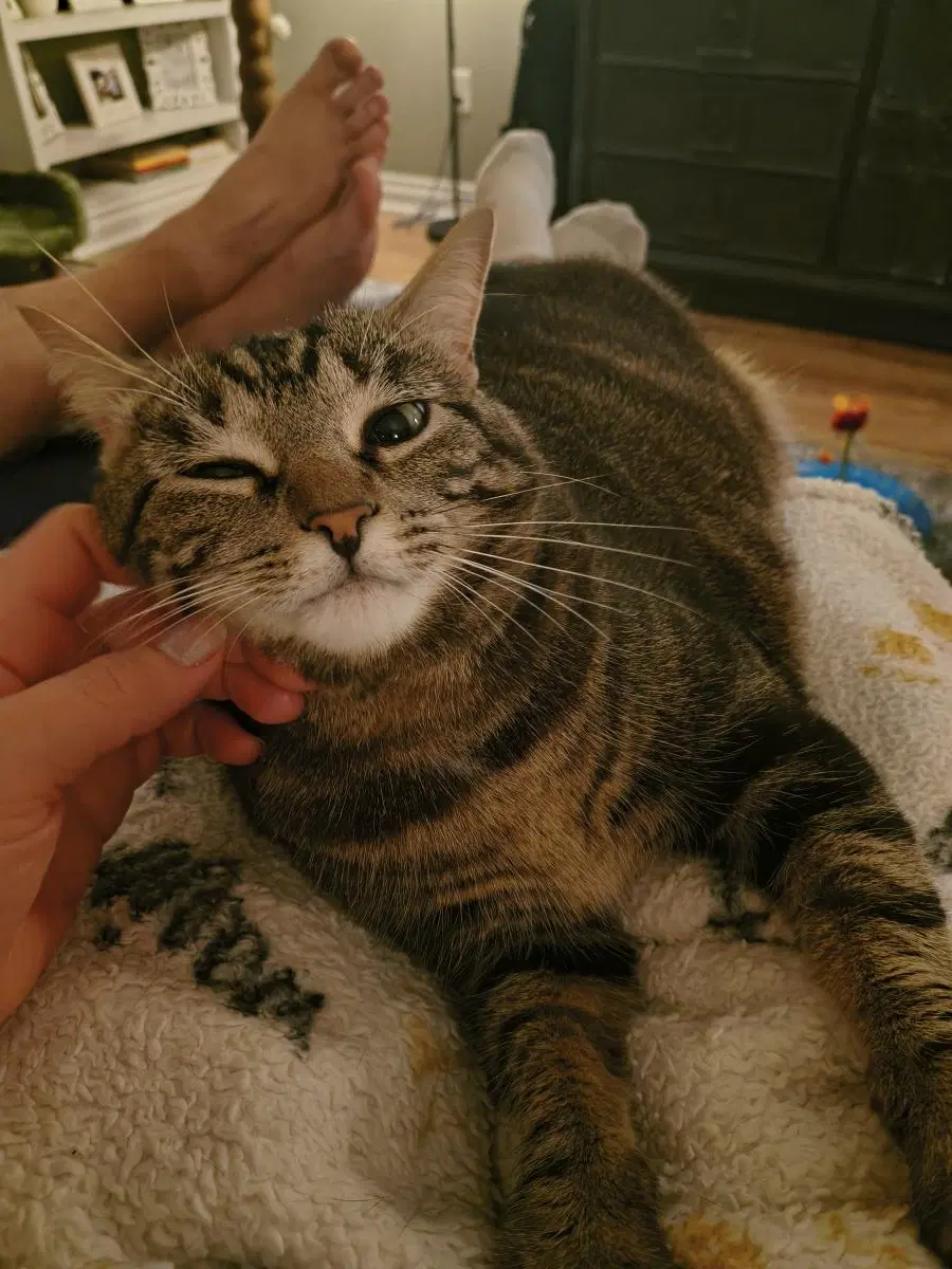 Bellatrix - Domestic shorthair