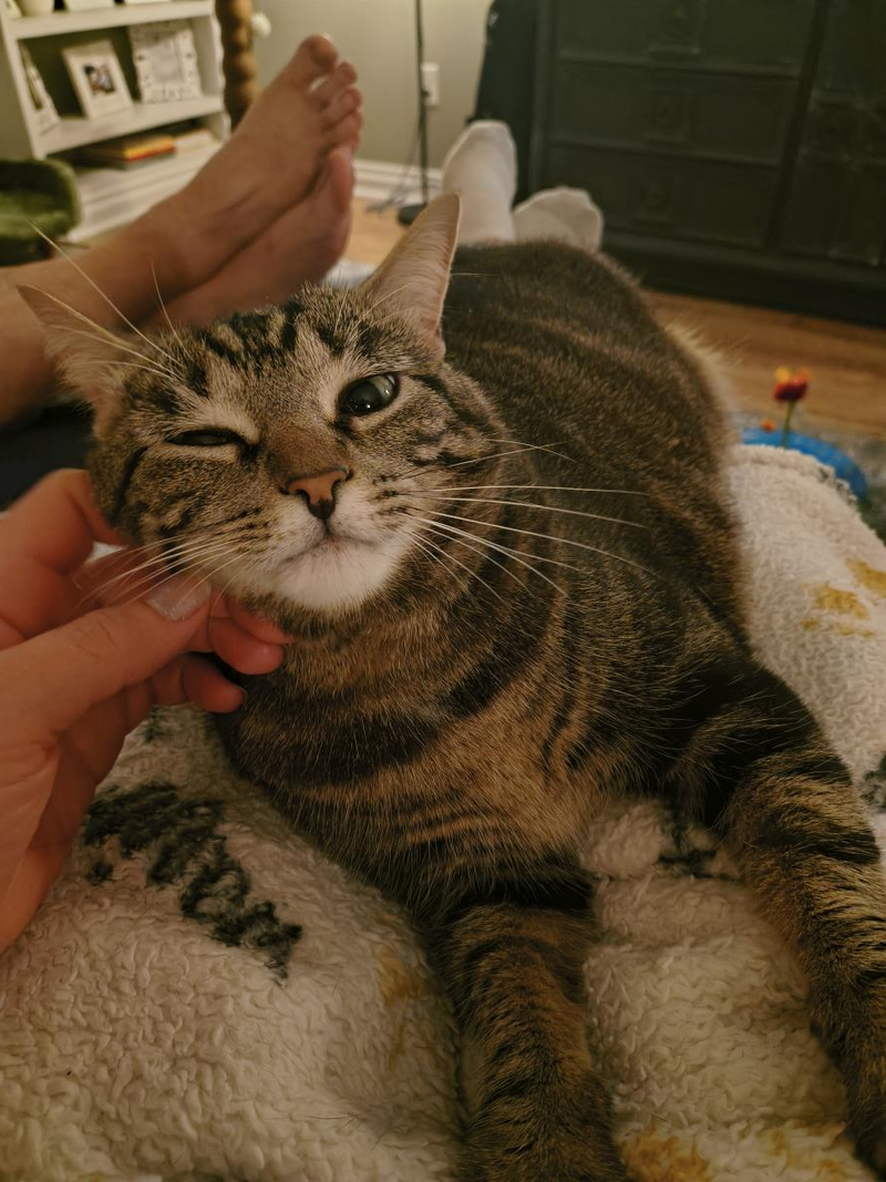 Bellatrix, an adult female Tabby cat up for adoption