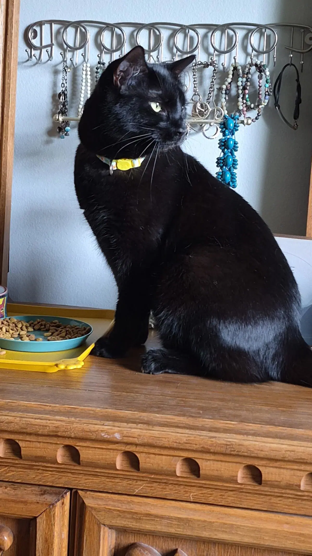 Prue - Domestic Short Hair