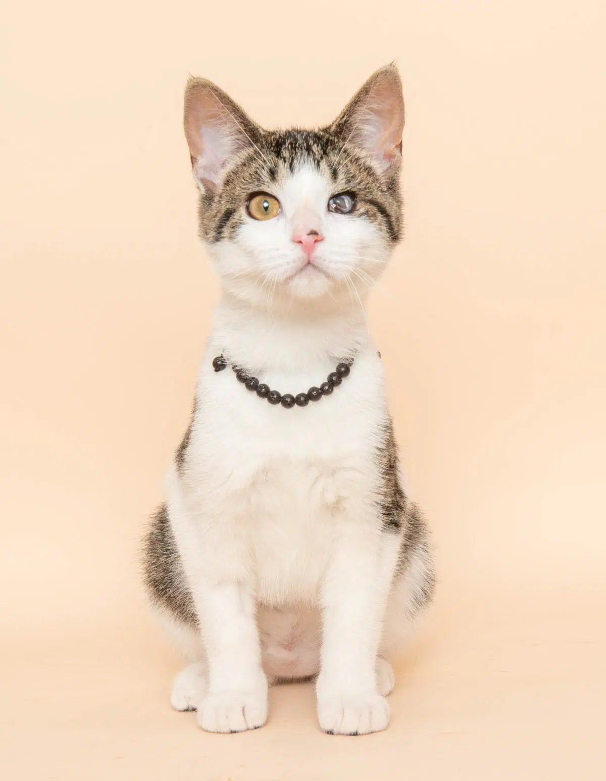 Piscin - Domestic Short Hair