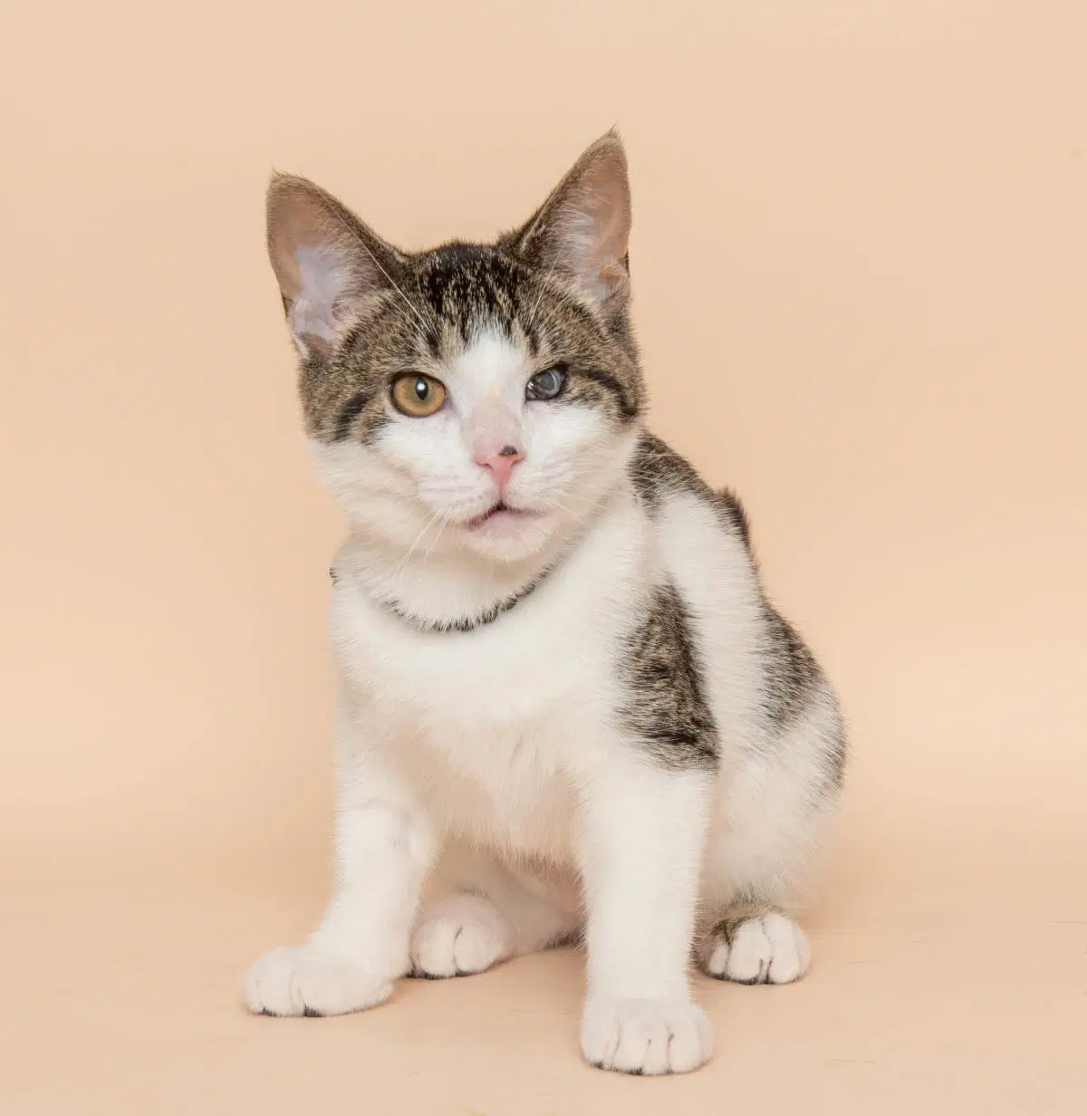 Piscin image 2