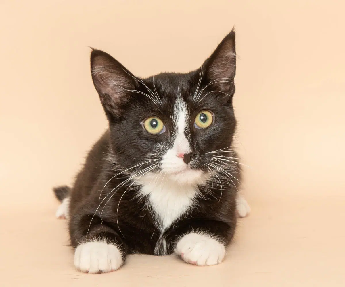 Paka - Tuxedo