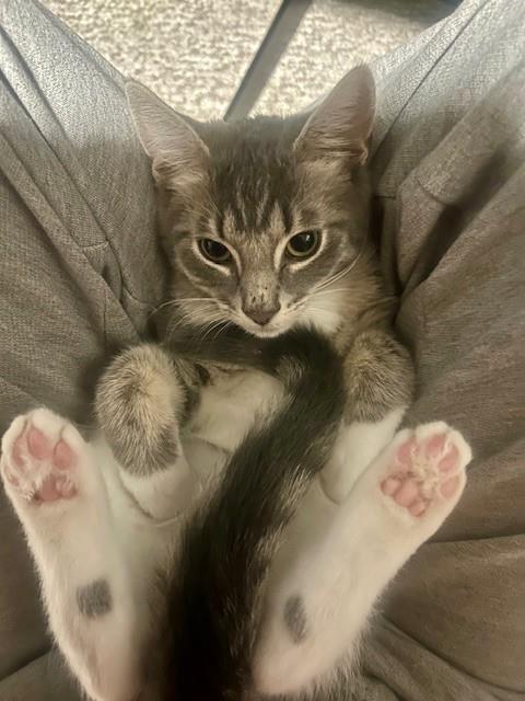Tomas
