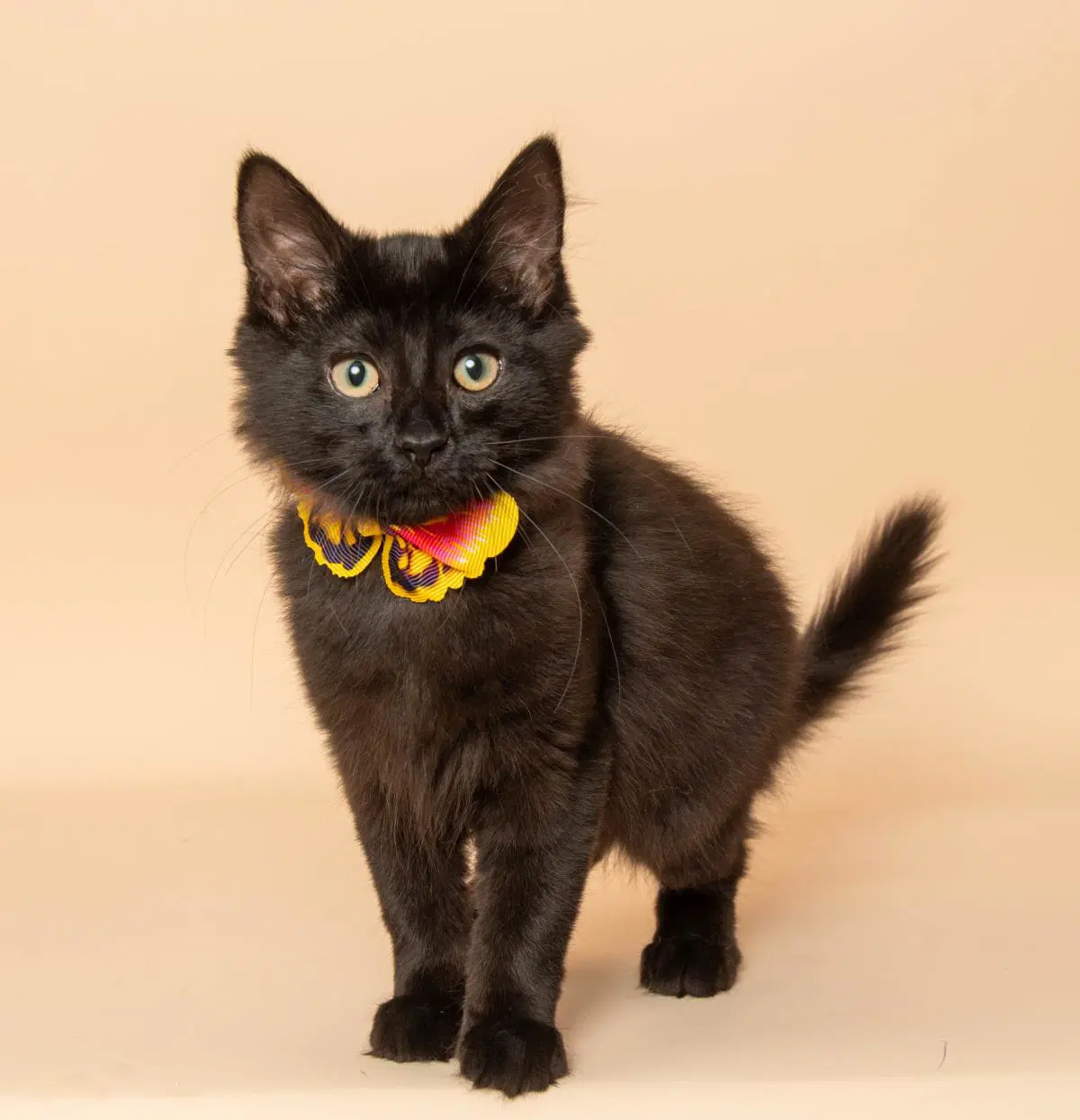 Nye - Domestic medium hair
