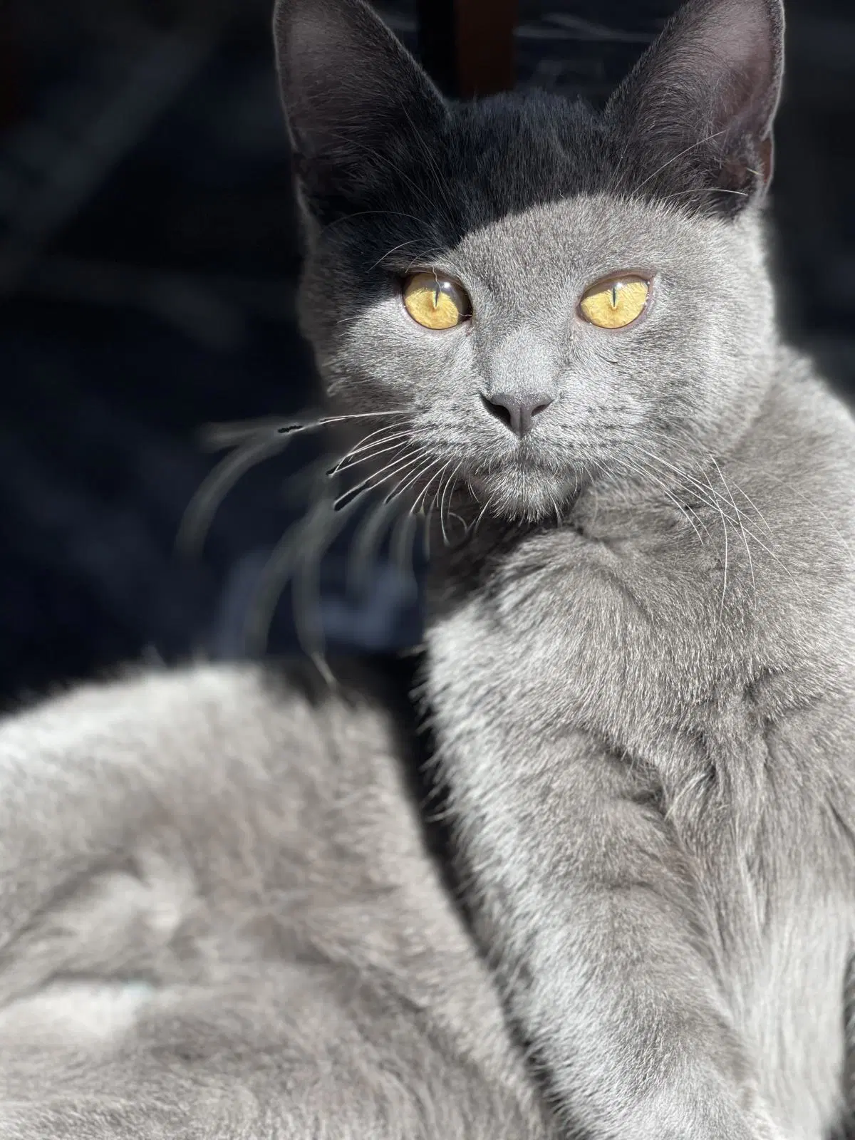 Bop-It - Domestic Short Hair