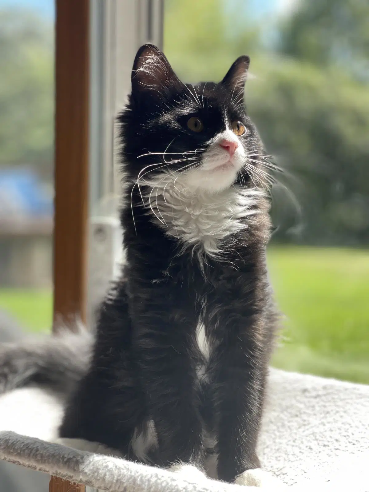 Furby - Domestic Medium Hair