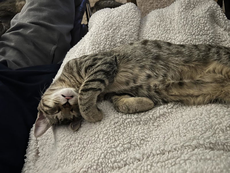 Han Solo, a male Tabby kitten up for adoption